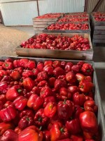 Kupię paprykę całą czerwona moje opakowania płatność na miejscu 2zl za kg tylko calosamochowe ilości
