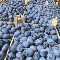 Oferuję 400 ton śliwki z certyfikatem BIO, zapraszam.