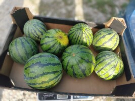 Sprzedam POLSKI Mini ARBUZ 1,2-4 KGDIEGO MALOPESTKOWY-nazywany Czasami BEZPESTKOWYM .. mam też arbuz MELIA normalny 3-7 kg. Okolice Warka Grójec zapra