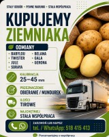 Kupię ziemniaki w kalibracji 25-45 mm  Odmiany: Baby Lou, Twister, Jule, Soraya, Belana, Gala, Gerona