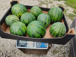 Sprzedam POLSKI MINI ARBUZ DIEGO 1,2-4 kg, malopestkowy. Mam też arbuza MELIA 3-7 kg. Okolice Grójec Warka