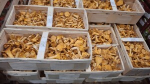 Kupie KURKE taką jak na zdjęciach.  Pakownaa w drewno 3 kg.

PŁACĘ GOTÓWKĄ. 
STAŁA WSPÓŁPRACA 
ILOSCI PALETOWE