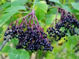Sprzedam czarny bez, więcej informacji pod numerem telefonu 517055783