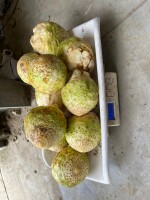 Sprzedam 500 ton selera. Import Holandia.