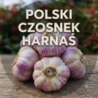 Polski czosnek HARNAŚ do sadzenia kalubry 5 do 6
