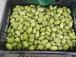 Sprzedam mini kiwi Belsk Duży