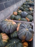 Sprzedam dynie Muscat okolo 50t