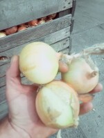 Witam,sprzedam cebule na obieranie. Chętne osoby zapraszam do kontaktu.