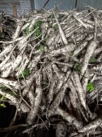 Sprzedam pietruszkę odmiany ARCTICA kaliber 3+