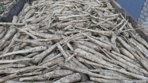 Sprzedam młodą pietruszkę Arktica kaliber 3-6 cm ładna biała zdrowa kopana na brudno w skrzynie