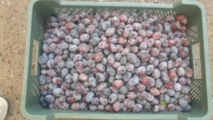 Sprzedam śliwkę Węgierkę zwykłą 25 plastików.  Okolice Grójca