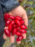 Sprzedam Dereń jadalny w ilości kilku ton, odmiana bolestraszycki, cena 10 zł/kg
