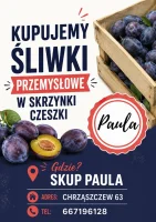 Kupię ŚLIWKĘ do przemysłu. Fioletowe odmiany bez ogonkow.
Skrzynka czeszka. Moze byc miękka.