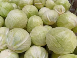 sprzedam kapustę białą  kaliber handlowy 1,5-3,5kg posiadam duże ilości