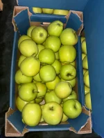 Sprzedam goldena , szampiona