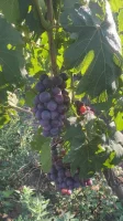 Sprzedajemy mołdawskie merlot, sauvignon i inne odmiany winogron do produkcji wina, soków i innych produktów. Dostawa pod wskazany adres.