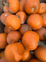 Sprzedam dynie halloween. Dynia typu gomez. Ładnie wybarwiana. Waga od 1-4kg. 99-120 Piątek. Tel.783-710–986
