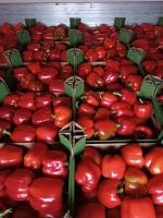 Sprzedam paprykę spod osłon. Owoce dobrze wybarwione, kształtne o masie ok 250 gram. Towar pakowany w worki foliowe, karton, lub zgodnie z zamówieniem