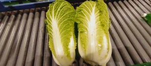 Sprzedam kapustę pekińską 0.8-2 kg. Opakowanie i ilość do uzgodnienia.
