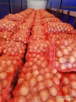 Polfarm Trade sprzeda cebule w ilościach tirowych. 
Towar sortowany lub niesortowany ( niesort- sucha pryzma po koszu ze skrzyń dosuszana powietrzem -