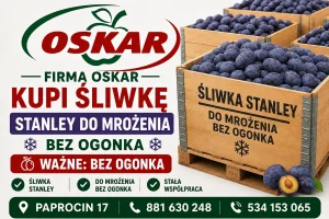 Firma OSKAR poszukuje śliwki odmiany STANLEY przeznaczonej do mrożenia. 
✅ Odmiana: Stanley
✅ Bez ogonka
✅ Do mrożenia
✅ Możliwa stała współpraca

📍
