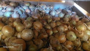 Sprzedam cebule ozimą Augusta na obieranie, ilość około 40-45 ton. Płatność gotówką lub szybki przelew.