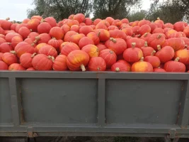Kaori kuri flexi kuri około 30 ton pakowane kartonbox 1t 2zl/kg