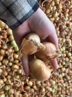Ekologiczna cebula szalotka.