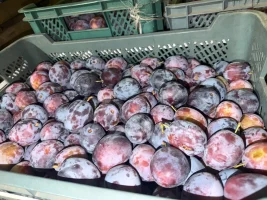 Sprzedam Śliwkę grubą i twardą dostępne około 50 plastików towar schłodzony  Płatność gotówką