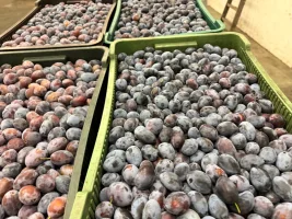 Witam sprzedam śliwkę Węgierkę około 11 ton  Cena 2,5 zł