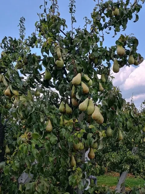 zdjecie-2