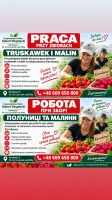 Poszukuję kobiet do zbioru truskawek i malin