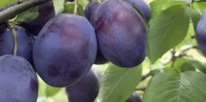 Witam, sprzedam śliwkę top hit, 3zł/kg paczka 20 kg- 60 zł