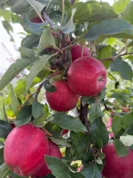 🍎 ZATRUDNIĘ DO ZBIORU JABŁEK 🍎 
Poszukuję osób do pracy przy zbiorze jabłek.

💰 25 zł/h
🏠 Zakwaterowanie lub możliwość dojazdu
🌳 Dobre warunki pr
