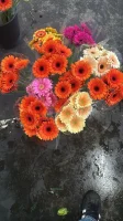 Posiadam dużą ilość kwiatów róznych sortó z holandi grecji nawiążę wpółprace  Róze ,chrysantemy,gebry,wszystko do bukietów oraz planty wszystkie rodza