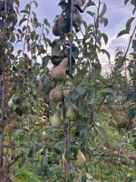 Sprzedam gruszkę 60+, około 3-5 ton do wtorku-środy