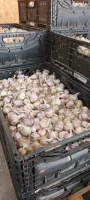 Sprzedam czosnek zimowy odmiany Harnaś, nie sortowany, kaliber od najmniejszego do 5cm, wstępnie oczyszczony, około 3 ton, najlepiej w całości