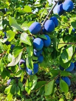 Sprzedam grubą, ładna śliwkę.  Odmiana Blue Free. Około 5ton +-. Rwane w skrzynki