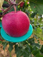 Sprzedam jabłka odmiany Gala Schnico red. Ilości tirowe. Rozmiar 7+. Zbiór od 14 września. Więcej informacji pod numerem telefonu 723 317 818