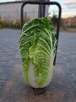 Sprzedam kapustę pekińską 0.8-2 kg. Opakowanie i ilość do uzgodnienia.