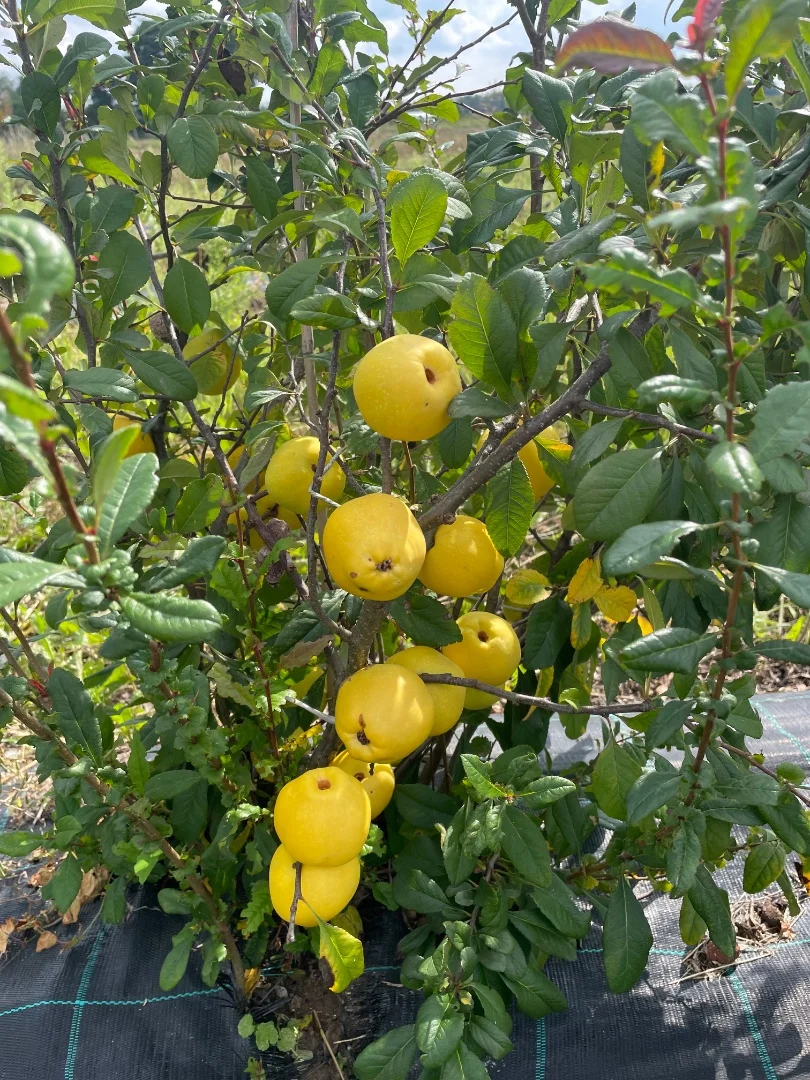 zdjecie-1