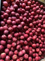 Sprzedam Gala Schniga Schnico Red. 50 palet.
Okolice Sandomierza.
Jabłko pięknie wybarwione.
Cena do uzgodnienia. 
Możliwość dłuższej współpracy.