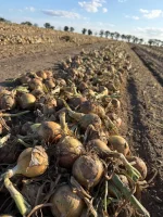Sprzedam około 150t cebuli żółtej odmiana Centro , zdrowa dobrze prowadzona do końca  na zasadach Integrowanej Produkcji Rolnej , kaliber 5-9 , cebula