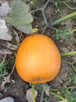 Sprzedam dynie  yellow boy , typie Helloween.