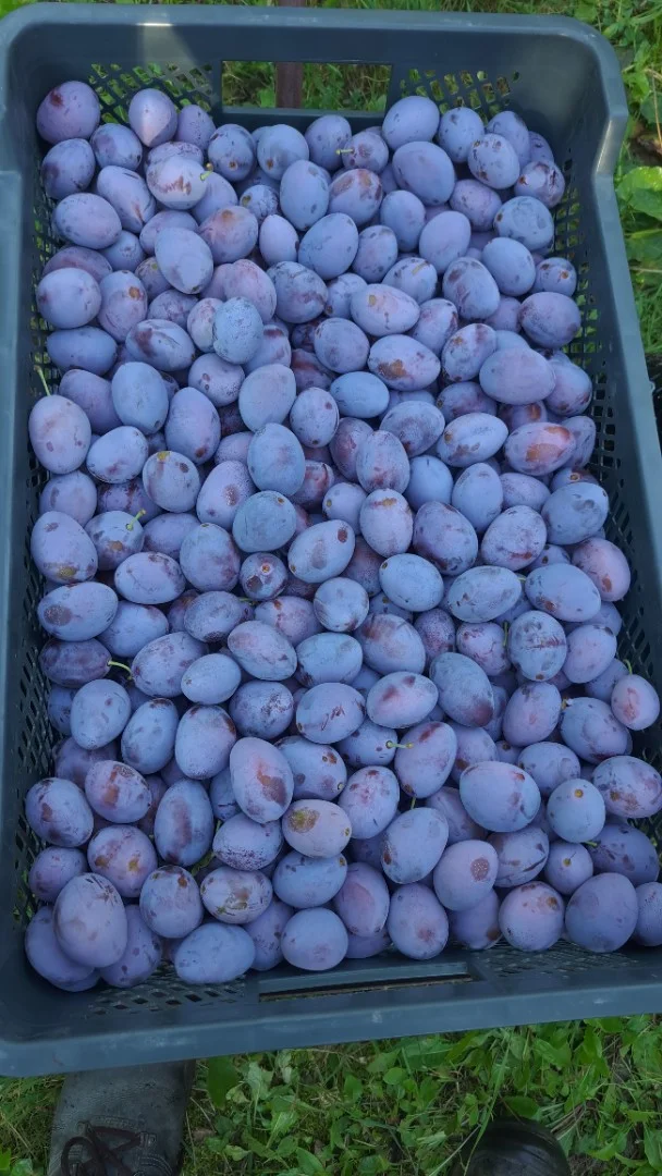 zdjecie-1