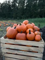 Sprzedam Dynie Halloween/ Hokkaido czyste bez odleżyn i wirusa mozliwosx przygotowania w dowolnym opakowaniu. Posiadam transport do 8t jednocześnie.