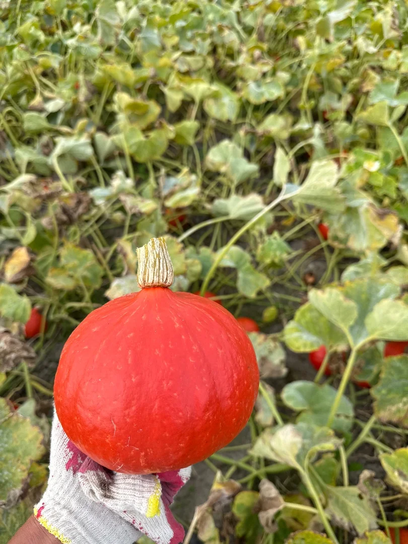 zdjecie-2
