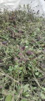 Sprzedam ziele oregano suszone w suszarni pakowane w worki po 25 kg