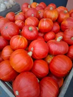 Sprzedam dynie hokkaido , dynia piżmowa , dynia spitfire , dynia Halloween,  dynia ozdobna , dynia makaronowa , dynia muscat