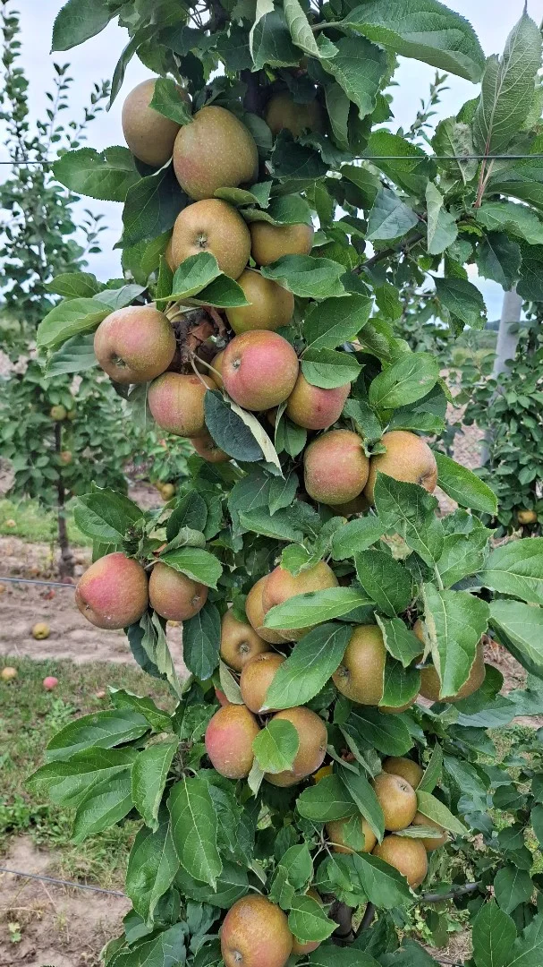 zdjecie-1